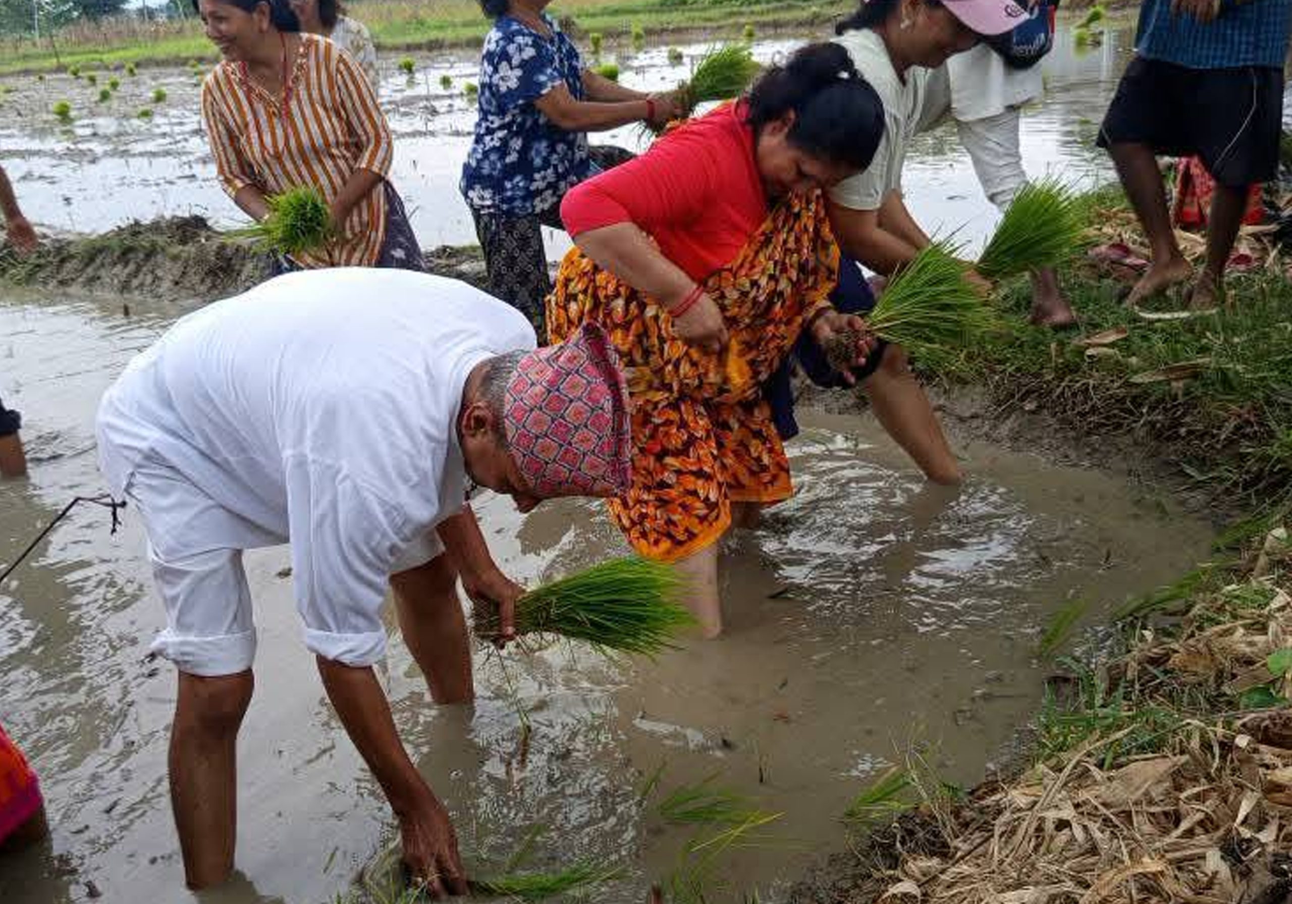 उर्लाबारीमा पनि २२ औं राष्ट्रिय धान दिवस मनाइयो