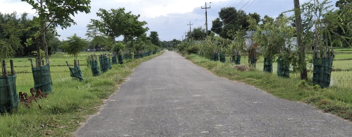 रतुवामाई नगरपालिकामा सडकको दुवैतर्फ बिरुवा !
