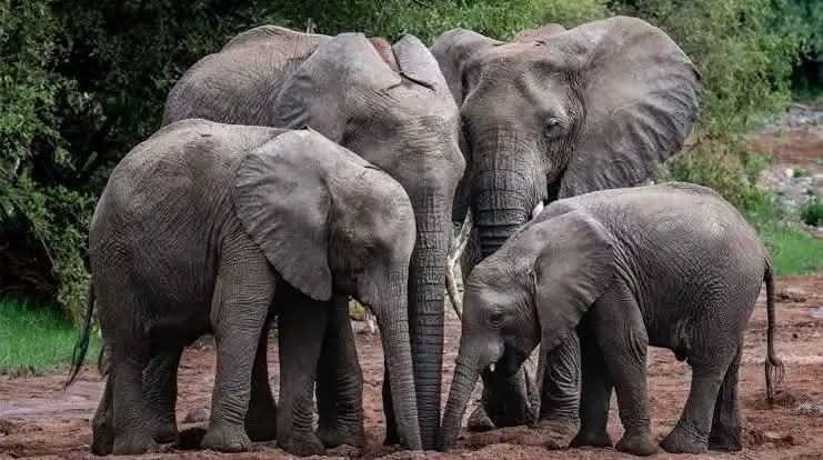 मिक्लाजुङ गाउँपालिका–७ र ८ मा हात्तीको आतंक : करिब ३२ वटा हात्ती सामुदायिक वन क्षेत्रमा प्रवेश